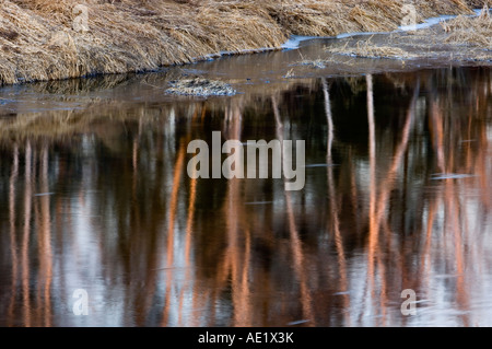 Baum-Reflexionen in Junction Creek bei Sonnenuntergang, Greater Sudbury, Ontario, Kanada Stockfoto