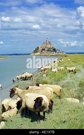 Schafbeweidung Flusses Couesnon vor Mont St-Michel montieren Normandie Frankreich Stockfoto