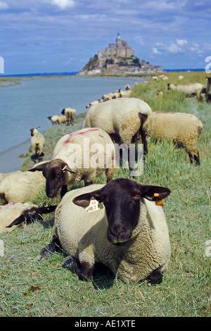 Schafbeweidung Flusses Couesnon vor Mont St-Michel montieren Normandie Frankreich Stockfoto