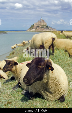 Schafbeweidung Flusses Couesnon vor Mont St-Michel montieren Normandie Frankreich Stockfoto