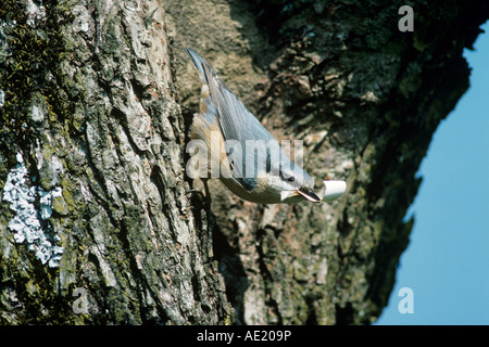 Eurasische Kleiber Sitta Europaea Erwachsener mit Birke Rinde als Verschachtelung Material Oberaegeri Schweiz April 1995 Stockfoto