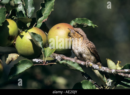 Eurasische Wendehals-Jynx Torquilla Erwachsener im Apple Tree Oberaegeri Schweiz September 1995 Stockfoto