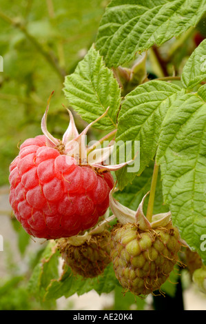 Himbeeren Reifung (vertikal). Stockfoto