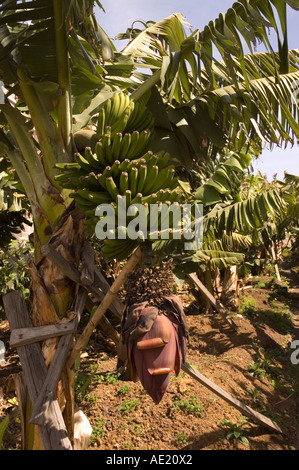 Nahaufnahme der Bananen, die auf dem Bananenbaum wachsen Madeira Portugal EU Europa Stockfoto