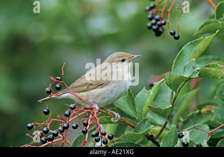 Garden Warbler Sylvia borin Erwachsene auf gemeinsame Holunder Sambucus Nigra Oberaegeri Schweiz September 1998 Stockfoto