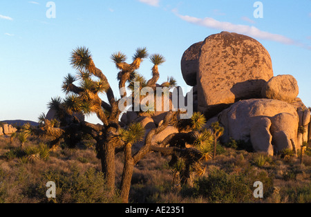 California Joshua Tree Nationalpark Joshua Tree Yucca Brevifolia Stockfoto