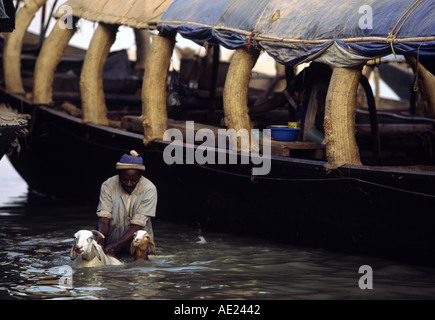 Ein Mann wäscht seine Schafe am Ufer des Fluss Niger, Mopti, Mail Stockfoto