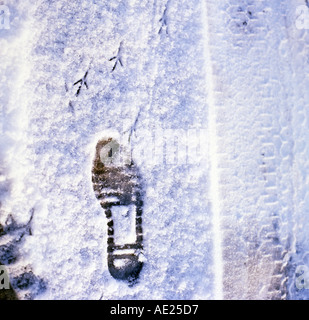 Mensch und Vogel Fußspuren im Schnee nebeneinander auf einer Winter-Straße in Wales, UK KATHY DEWITT Stockfoto