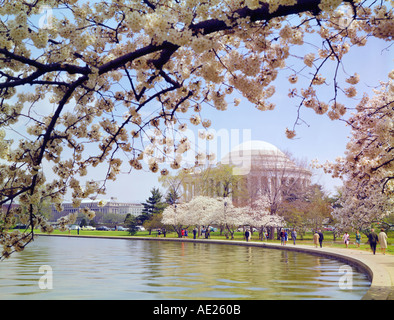 Jefferson Memorial am Tidal Pool in Washington, D.C. während der Kirschblüte festival