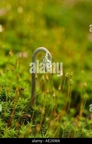 Adlerfarn (Pteridium Aquilinum) - junge Wedel Stockfoto