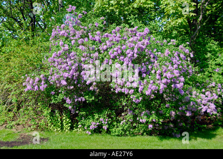 Lila Blume lateinische Name SYRINGA Stockfoto