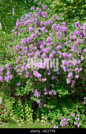 Lila Blume lateinische Name SYRINGA Stockfoto
