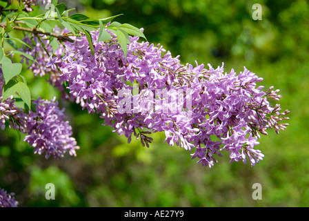 Lila Blume lateinische Name SYRINGA Stockfoto