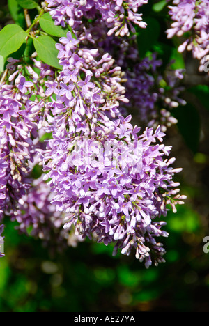 Lila Blume lateinische Name SYRINGA Stockfoto