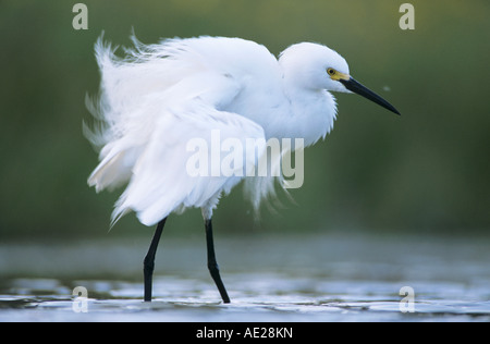 Snowy Reiher Egretta unaufger Erwachsenen putzen Lake Corpus Christi Texas USA, Mai 2003 Stockfoto