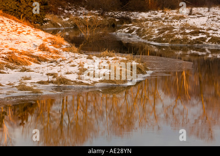 Baum-Reflexionen in Junction Creek, Greater Sudbury, Ontario, Kanada Stockfoto