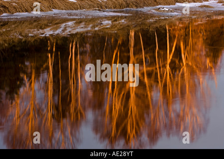 Birke Baum Reflexionen in Junction Creek in der Nähe von Sonnenuntergang, Greater Sudbury, Ontario, Kanada Stockfoto