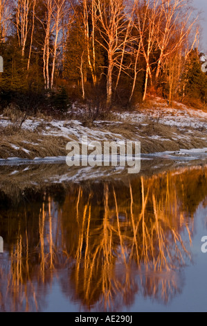 Birke Baum Reflexionen in Junction Creek in der Nähe von Sonnenuntergang, Greater Sudbury, Ontario, Kanada Stockfoto