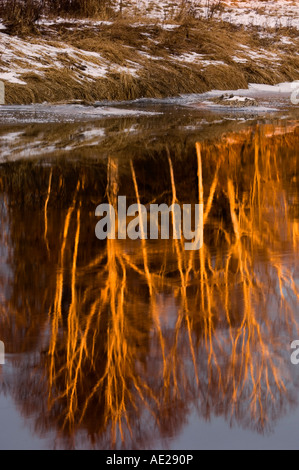 Birke Baum Reflexionen in Junction Creek in der Nähe von Sonnenuntergang, Greater Sudbury, Ontario, Kanada Stockfoto