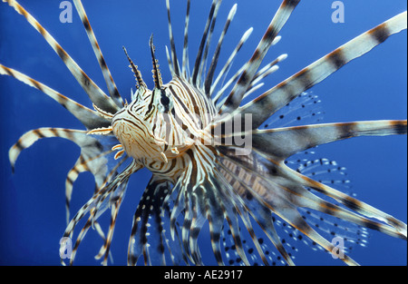 Redfire Fisch Firefish PTEROIS VOLITANS Rotfeuerfische Löwe Fische Turkeyfish Indo pacific Great Barrier Riff Unterwasserwelt Aquarium Salz Stockfoto