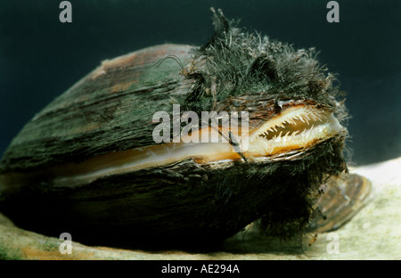 Schwan Muschel Anodonta Signia Unterwasser unter Wasser Tier Atem atmen Wasserstrom Stockfoto