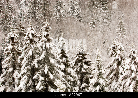 Frischen, schweren, nassen Schnee am Hang von Birken und Fichten Bäume, Greater Sudbury, Ontario, Kanada Stockfoto