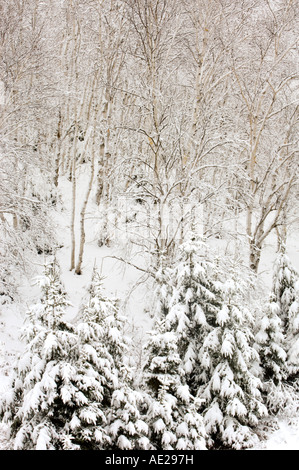 Frischen, schweren, nassen Schnee am Hang von Birken und Fichten Bäume, Greater Sudbury, Ontario, Kanada Stockfoto