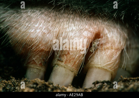 die Klaue eines Maulwurf Hand Pfote Finger Kupplung Nagel Graben Makro Makros extreme Stockfoto