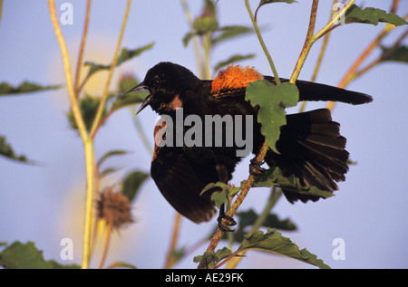 Rotschulterstärling Agelaius Phoeniceus männlichen Gesang auf Sonnenblumen Cameron County Rio Grande Valley, Texas USA Stockfoto