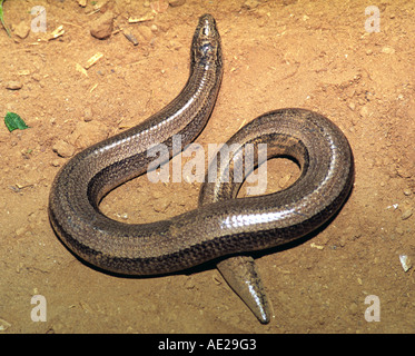 Blindschleiche Stockfoto