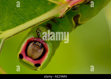 Puss Moth Raupe Cerura vinula Bedrohungsanzeige, Wales, Großbritannien. Stockfoto