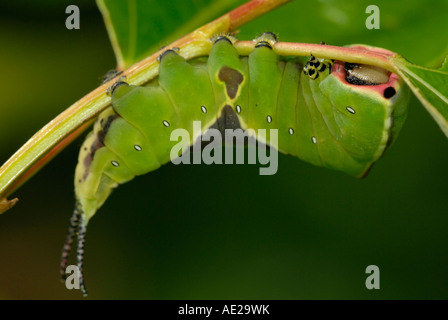 Puss Moth Raupe Cerura Vinula, Wales, Großbritannien. Stockfoto