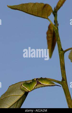 Puss Moth Raupe Cerura vinula ruht in der Dämmerung, Wales, Großbritannien Stockfoto