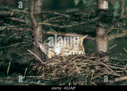 Singdrossel Turdus Philomelos Erwachsener im Nest mit jungen in Fichte Unteraegeri Schweiz Juni 1995 Stockfoto