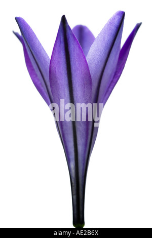 Kunst Stillleben Porträt einer blauen Brodiaea Blume. Stockfoto