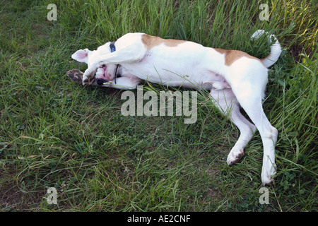 Überqueren Sie Rasse-Hofhund Rollen in den Rasen. Stockfoto