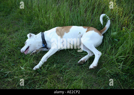 Überqueren Sie Rasse-Hofhund Rollen in den Rasen. Stockfoto