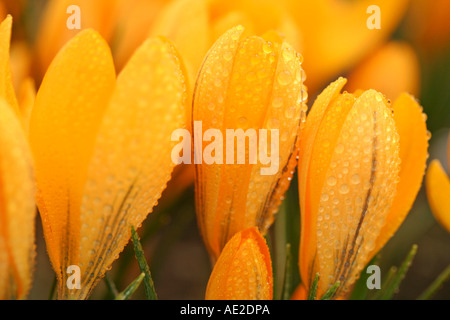 Safran Blumen mit Tröpfchen Crocus Hybr. Stockfoto