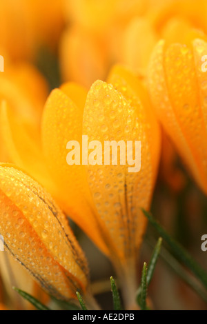 Safran Blumen mit Tröpfchen Crocus Hybr. Stockfoto