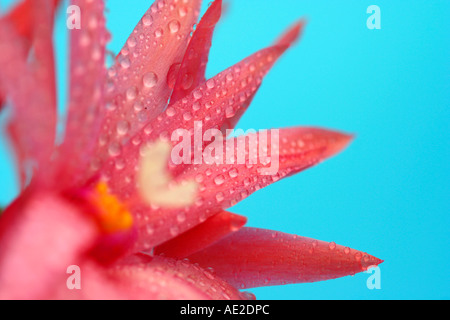 Weihnachtskaktus Blume mit Tropfen Stockfoto