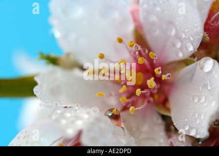 Mandelbaum Blüten mit Wassertropfen Stockfoto