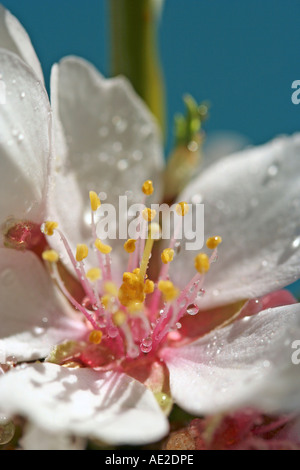 Mandelbaum Blüten mit Wassertropfen Stockfoto
