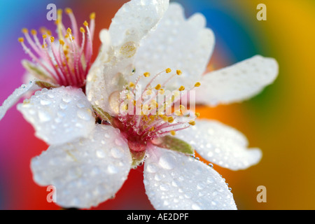 Mandelbaum Blüten mit Wassertropfen Stockfoto