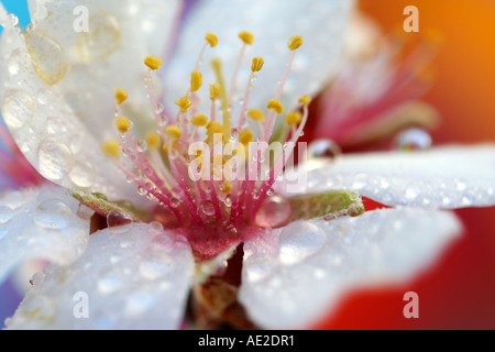 Mandelbaum Blüten mit Wassertropfen Stockfoto