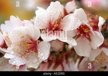 Mandelbaum Blüten mit Wassertropfen Stockfoto