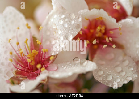 Mandelbaum Blüten mit Wassertropfen Stockfoto