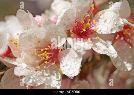 Mandelbaum Blüten mit Wassertropfen Stockfoto