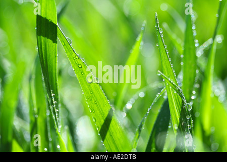 Gräser mit Tröpfchen Stockfoto