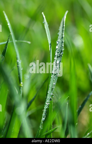 Gräser mit Tröpfchen Stockfoto