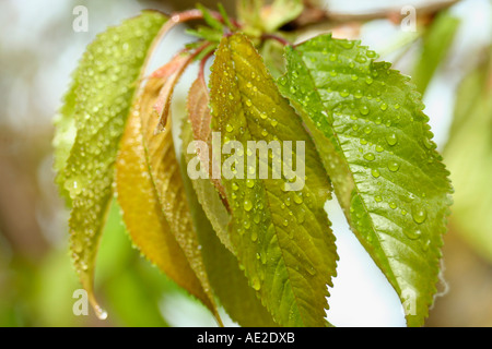 Kirschbaum Blätter mit Tröpfchen Stockfoto